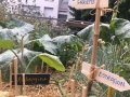 Découverte des jardins cachés de Paris