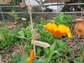 Jardins Solidaires